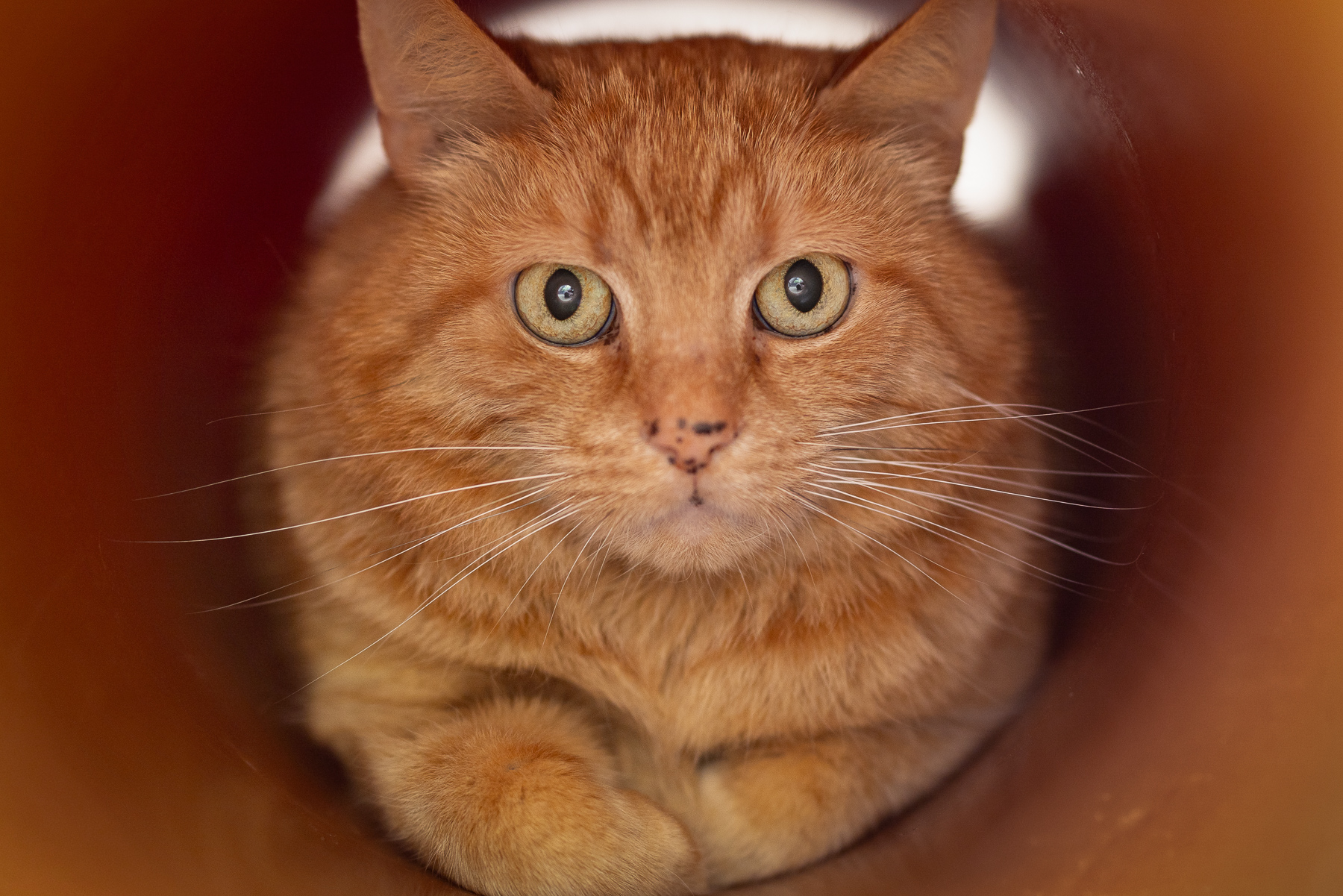 Garfield