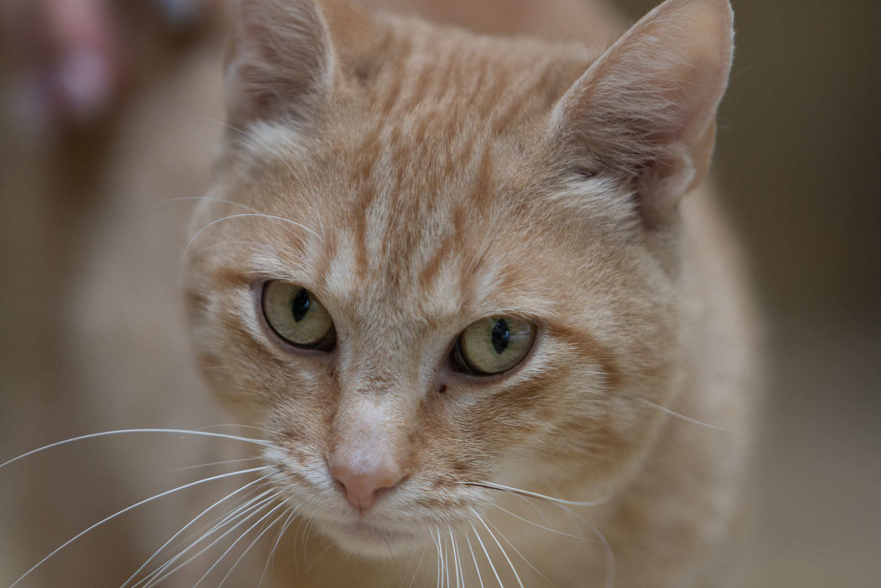 Ginger