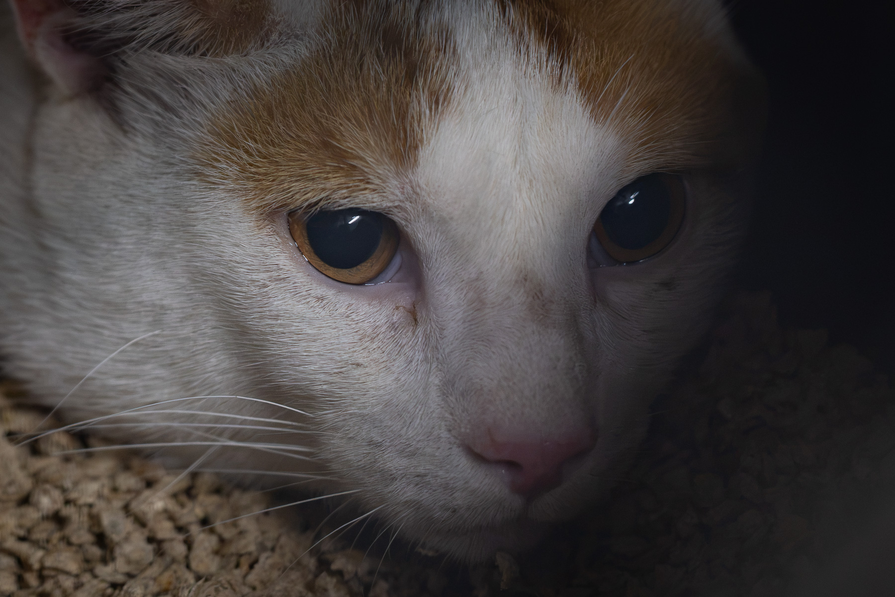 Casper
