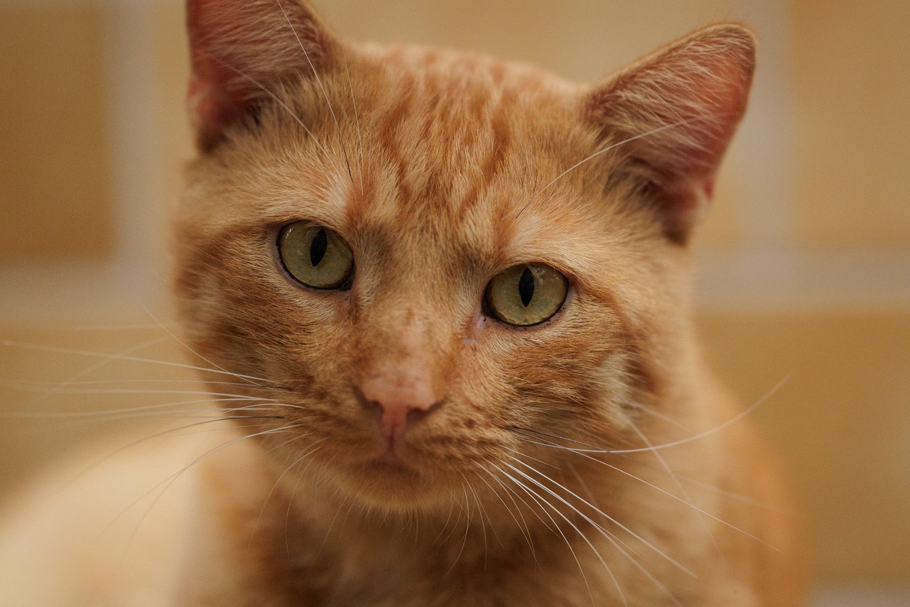 Ron